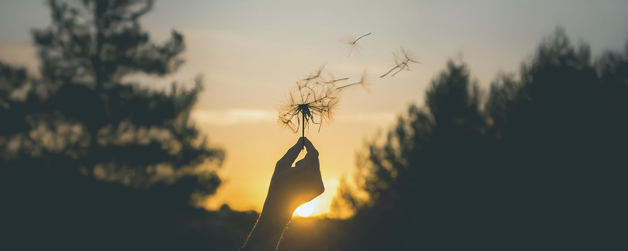 dandelion seeds flying through the air at sunset symbolizing a heartfelt wish